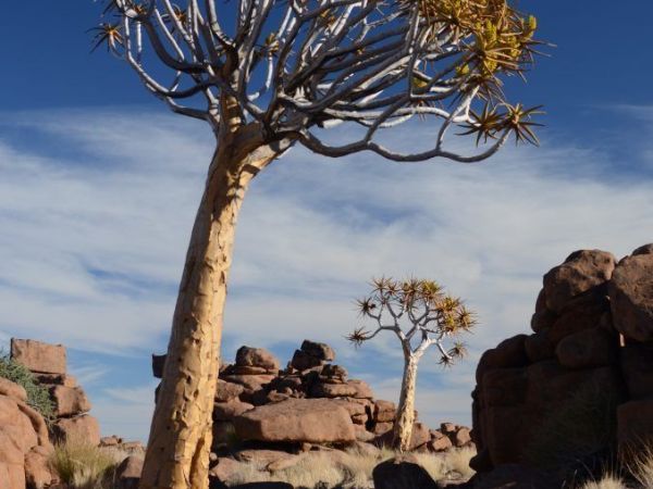 Ontkoppel / Disconnect